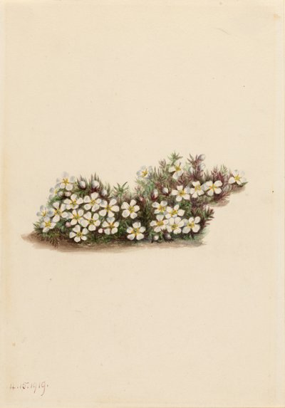 Pyxie by Mary Vaux Walcott
