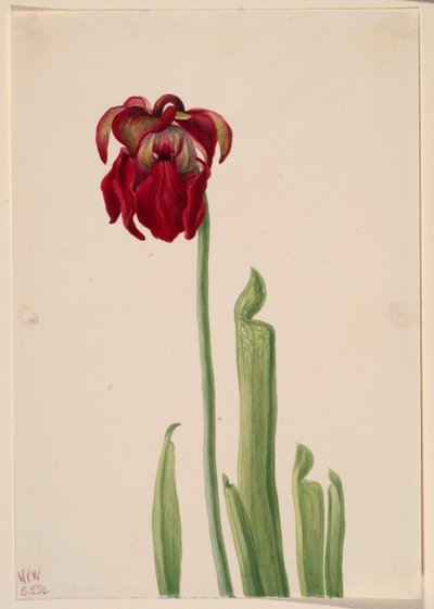Red Pitcherplant by Mary Vaux Walcott