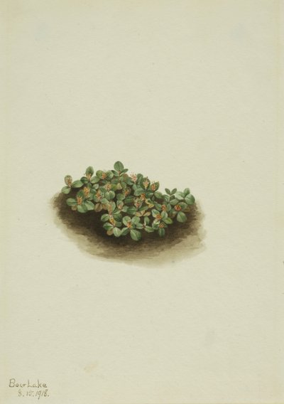 Snow Willow by Mary Vaux Walcott