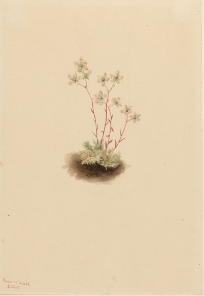 Spotted Saxifrage by Mary Vaux Walcott