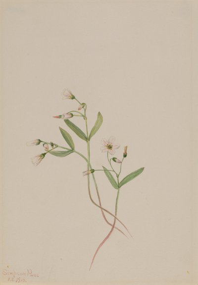 Spring Beauty by Mary Vaux Walcott