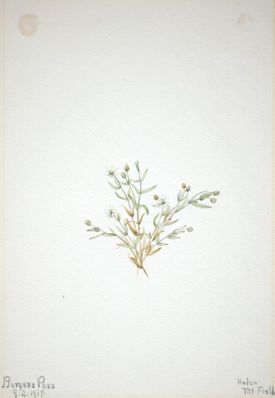 Stelleria leata by Mary Vaux Walcott