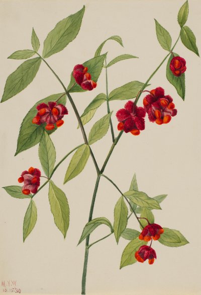 Strawberry Bush-