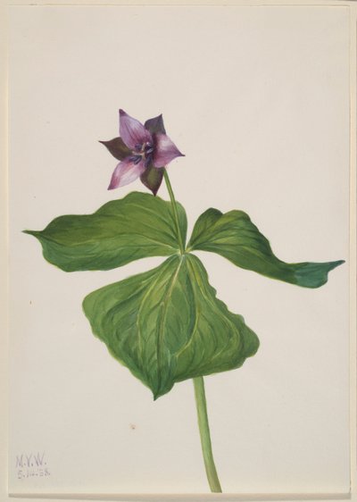 Trillium erectum by Mary Vaux Walcott