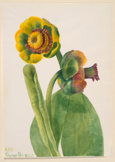Untitled--Flower Study by Mary Vaux Walcott