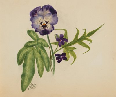 Untitled (Pansy) by Mary Vaux Walcott