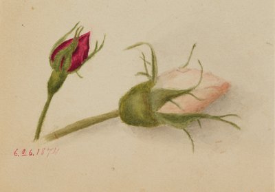 Untitled (Rosebuds) by Mary Vaux Walcott