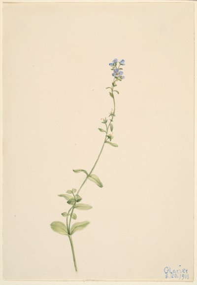 Thyme-leaved Speedwell by Mary Vaux Walcott
