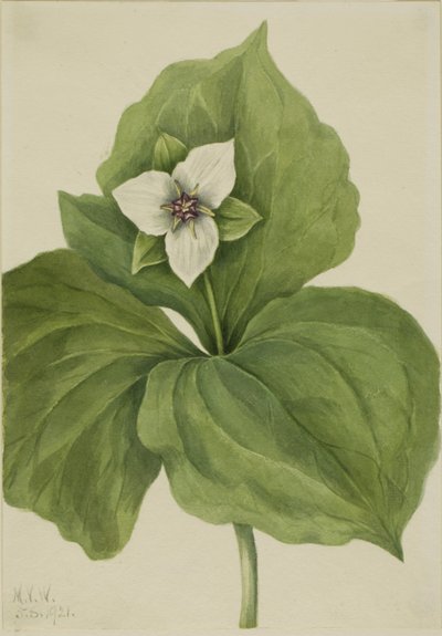 Wax Trillium by Mary Vaux Walcott