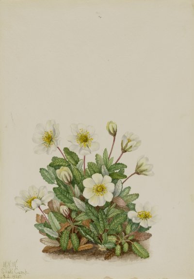 White Dryad by Mary Vaux Walcott