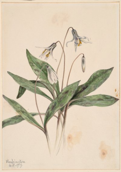 White Troutlily by Mary Vaux Walcott