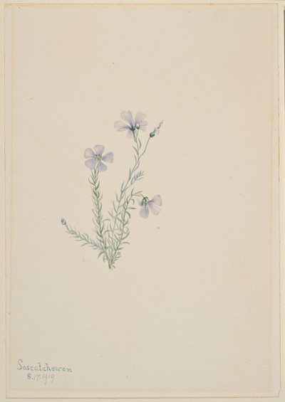 Wild Flax by Mary Vaux Walcott