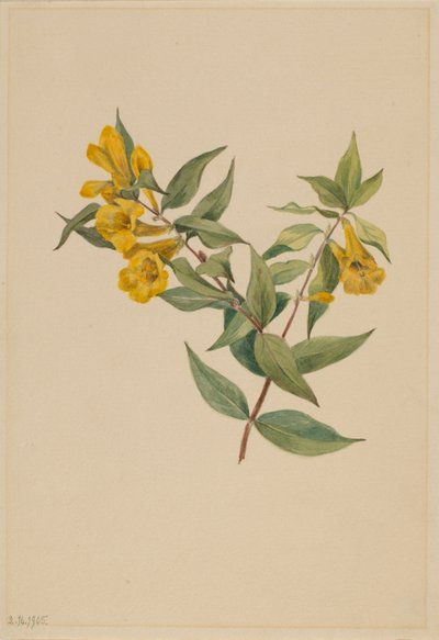 Yellow Jessamine by Mary Vaux Walcott