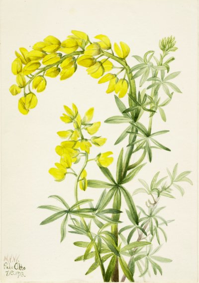 Yellow Lupine by Mary Vaux Walcott