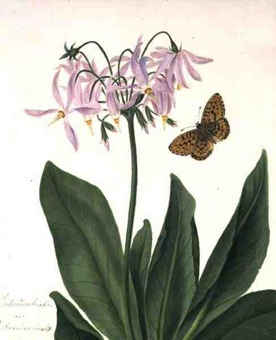 Dodecatheon Meadia and Butterfly by Matilda Conyers