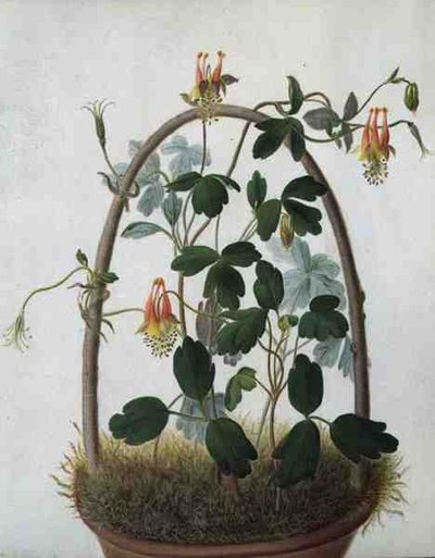 Tropaeolum Tuberosum by Matilda Conyers