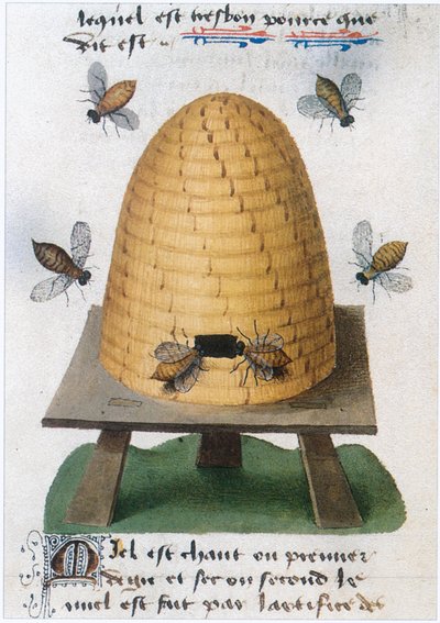 The Book of Simple Medicines - Translation into French from the 12th Century Latin Manuscript of Matthaeus Platearius by Matthaeus Platearius