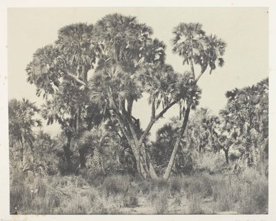 Doum Palms, Upper Egypt by Maxime Du Camp