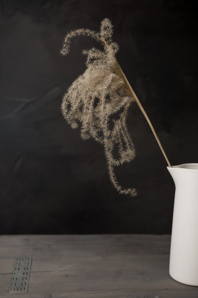 White Pitcher Pampas by Mayra Pama