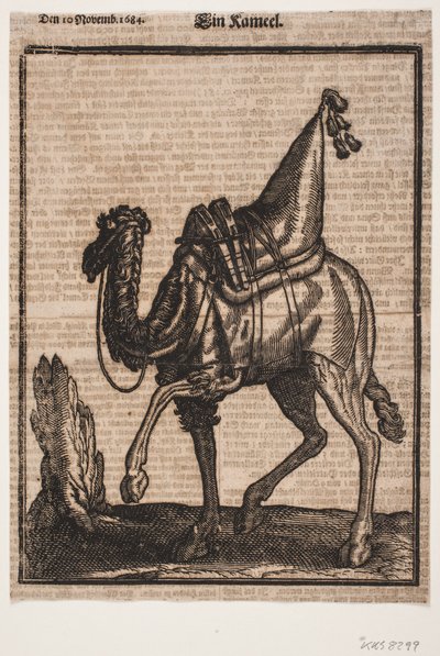 A Saddled-up Dromedary, Profile Towards the Left, with the Animal
