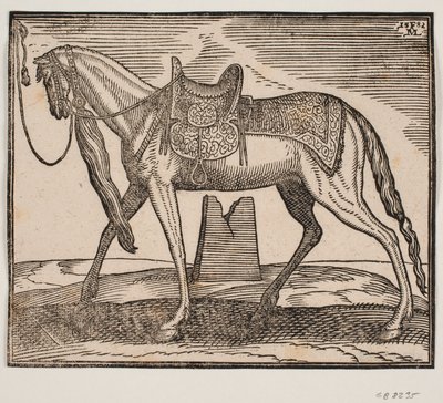 Elegant Saddled Horse, Tethered at the Left Framing Line, Profile to the Left; Under the Horse