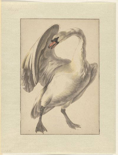 White Tame Swan by Melchior d