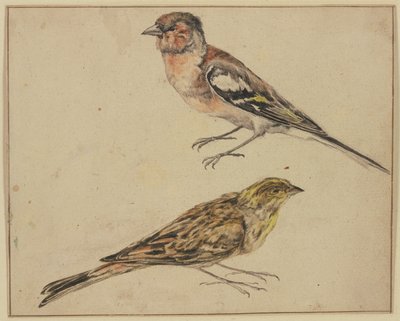 A Goldfinch and a Linnet by Melchior de Hondecoeter