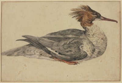 Resting duck with brown crest, red beak and feet by Melchior de Hondecoeter