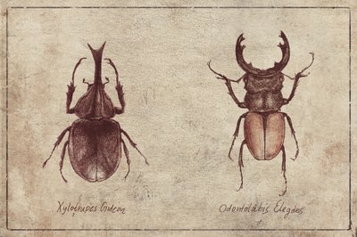 Beetle Illustrations by Mike Koubou