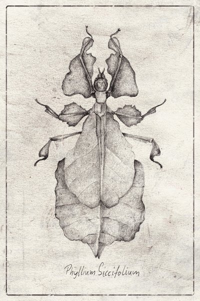 Phyllium Siccifolium by Mike Koubou