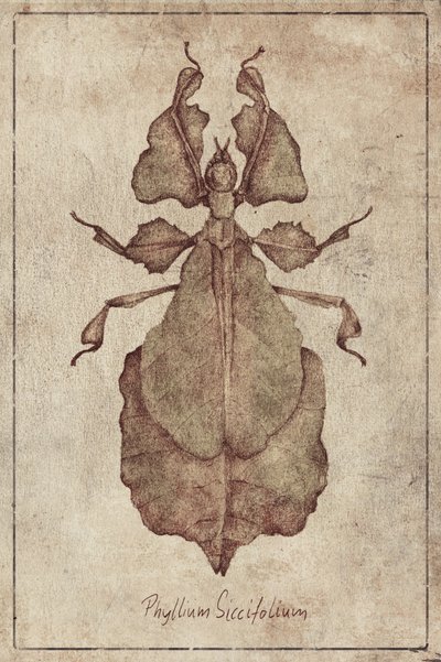 Phyllium Siccifolium Copy by Mike Koubou