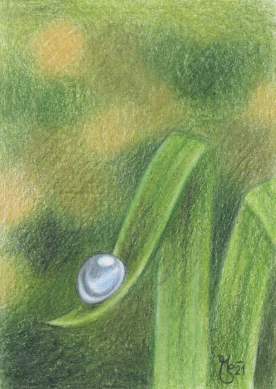 Morning Dewdrop on Grass by Mirjam Schrei