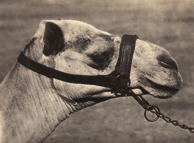 Building an Empire in the Fascist age: head of a bisciari camel by Modestino Baldinetti