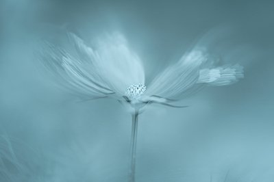 Dreamy Blue Flower by Molly Fu APA