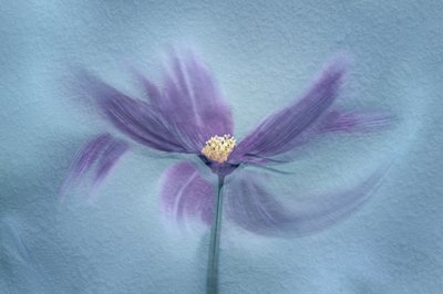 Ethereal Purple Bloom by Molly Fu APA