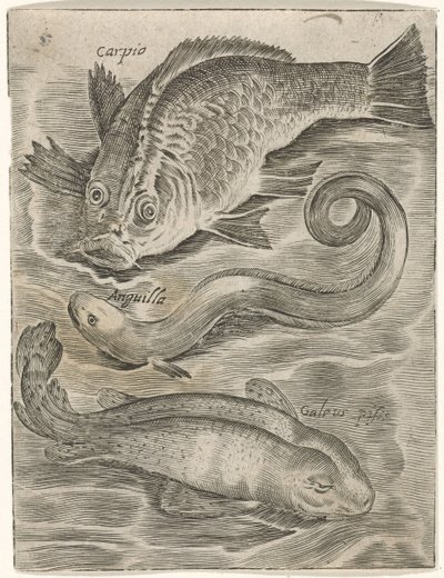 Study Sheet with Three Fish (Piscium Vivae Icones) by Monogrammist P+P