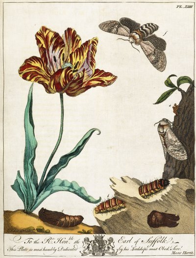 Life-cycle of a Moth, Plate 23, from 