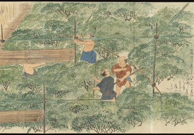 Illustrations of Uji Tea Production by Motonari Sait?