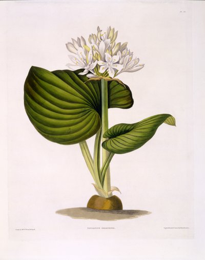 Pancratium Amboinense, Plate 20 from 