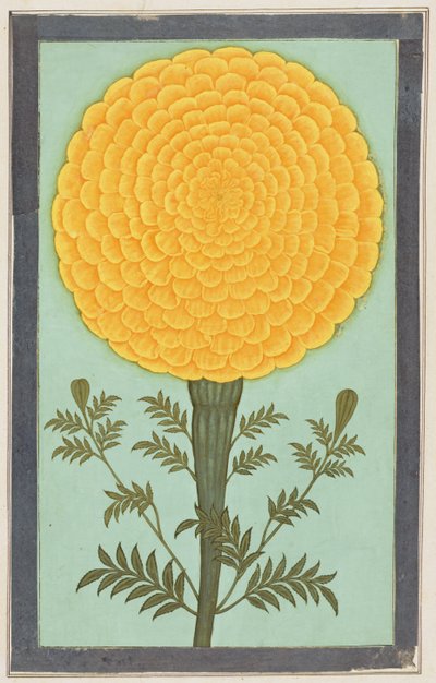 A Marigold, from the Small Clive Album by Mughal School