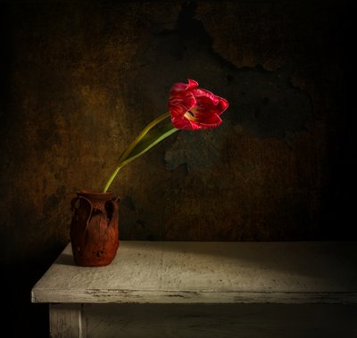 Moody Red Tulip by Mykhailo Sherman