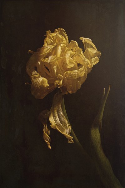 Golden Tulip Decay by Naoya Nakagawa