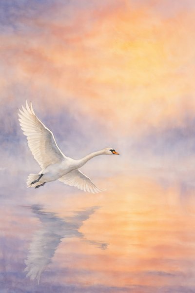 Majestic Swan Reflection by Natalie Bruns