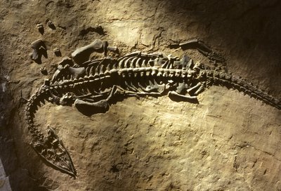 Marine Vertebrate Fossil from the Triassic Period from a Pachypleurosaurus by Nathan Benn