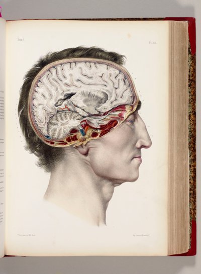 A Hand Coloured Lithograph of a Dissected Head in Profile Showing the Brain, from Traite Complet de l
