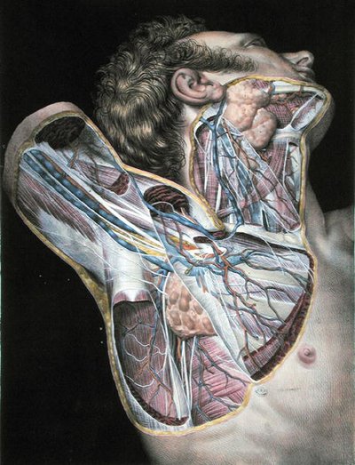 Cross-section of the right hand side of the face and neck, plate from 