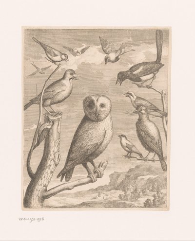 Owl and Other Birds by Nicolas Robert (possibly)