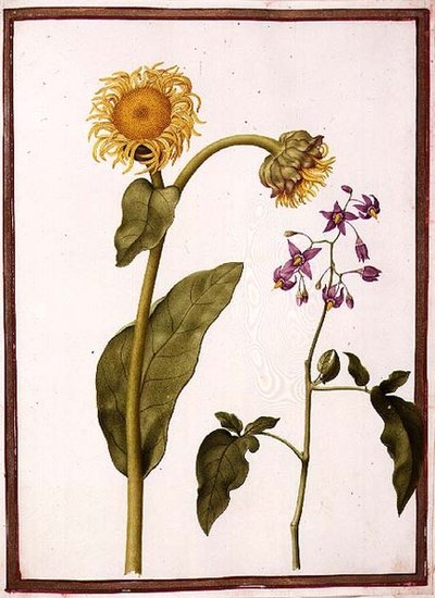 Inula Helenium Decampanr and Solanum dulcamara (Bittersweet) by Nicolas Robert