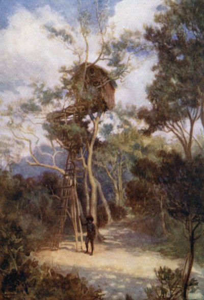Tree House in British New Guinea by Norman Hardy