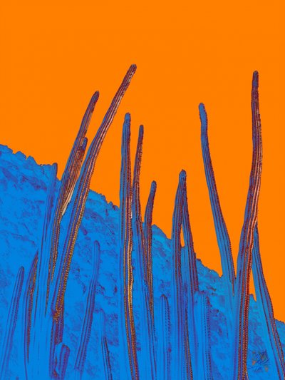Blue Cacti Orange Sky by Osvaldo Russo